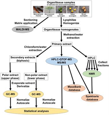 Assessing Chemical Diversity in Psilotum nudum (L.) Beauv., a Pantropical <mark class="highlighted">Whisk Fern</mark> That Has Lost Many of Its Fern-Like Characters